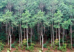 Đóng cửa rừng, giá gỗ cao su tăng kỷ lục
