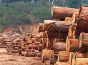 Bản tin thị trường gỗ Trung và Tây Phi