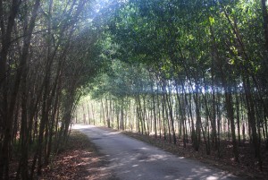 Hội thảo: “Thúc đẩy rừng trồng sản xuất quy mô hộ gia đình theo hướng quản lý rừng bền vững và có lợi nhuận ở Việt Nam”