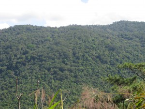 Công bố hiện trạng rừng năm 2016