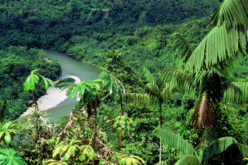 Colombia: Nguồn cung gỗ hợp pháp cho thế giới